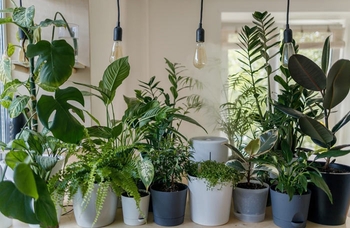آبیاری گیاهان آپارتمانی