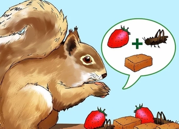 تکمیل رژیم غذایی و تغذیه سنجاب