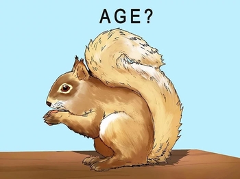 سن سنجاب مناسب برای نگهداری