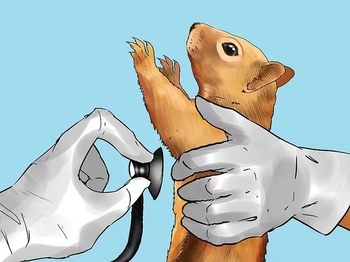 درمان و پیشگیری از بیماری سنجاب