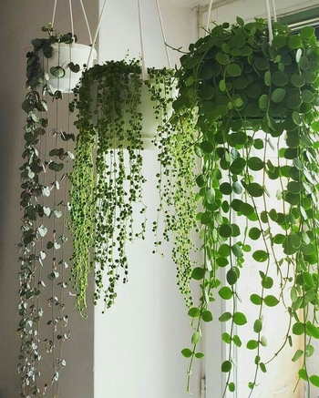 گیاهان آویز آپارتمانی