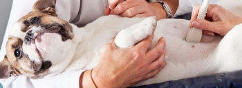 سونوگرافی سگ برای اسهال خونی