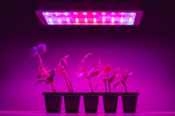 نور مصنوعی برای رشد گیاهان