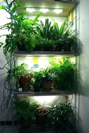 نور مصنوعی برای رشد گیاهان