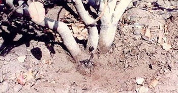 بیماری گموز پسته و روش های کنترل و مبارزه با آن