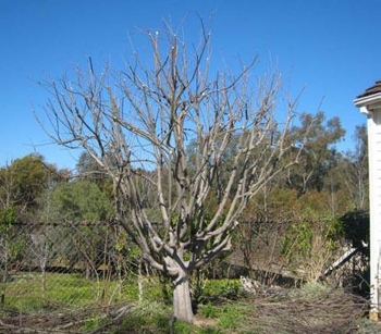 درخت تربیت شده بعد از هرس