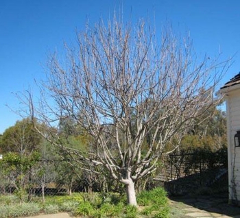 درخت تربیت شده به فرم شلجمی