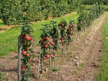 درخت تربیت شده به فرم داربستی سیب
