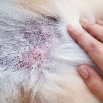 شایع ترین حساسیت پوستی سگ