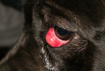 قرمزی چشم در سگ ها