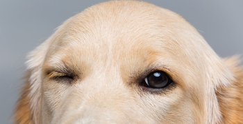 بیماری چشم سگ