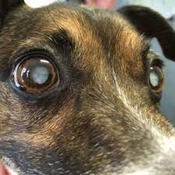 التهاب ملتحمه یا چشم صورتی در سگ ها