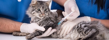 معایب واکسیناسیون گربه