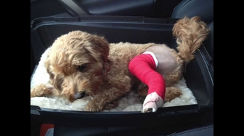 درمان کشکک زانوی سگ