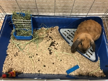 بستر مناسب خرگوش