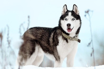 سگ هاسکی در برف