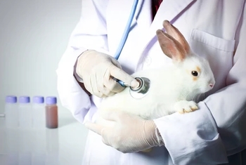 معاینه دامپزشک از خرگوش سرماخورده