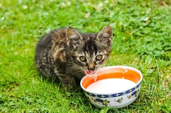 شیر به عنوان غذای گربه ها