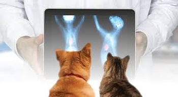 Cat Radiology