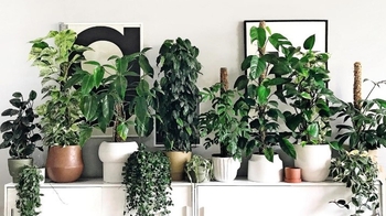 قارچ گیاهان آپارتمانی