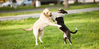 حمله سگ به سگ های دیگر