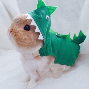 لباس برای خرگوش