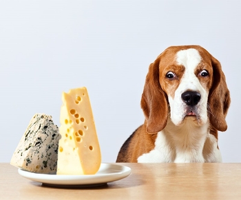 پنیر برای سگ