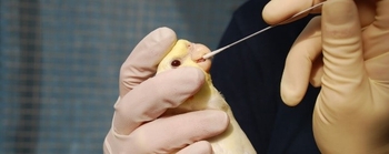 تشخیص بیماری اتساع پیش معده در پرندگان