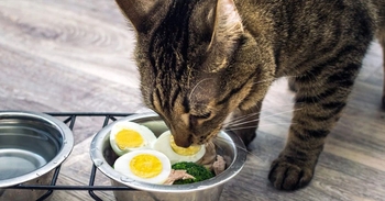 تخم مرغ برای گربه