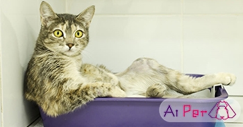 علت اسهال گربه ها چیست؟ علائم، پیشگیری و درمان