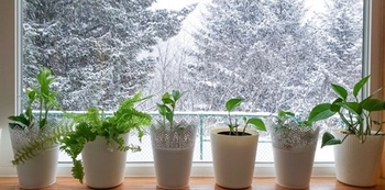 نگهداری گیاهان آپارتمانی در زمستان