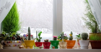 نگهداری گیاهان آپارتمانی در سرما