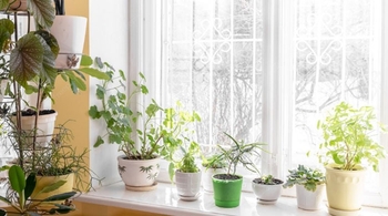 نگهداری گیاهان در سرما