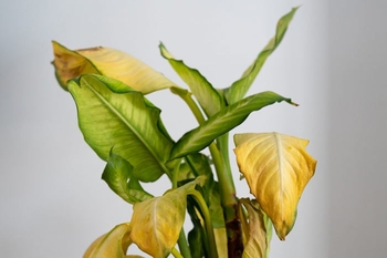 زرد شدن برگ گیاه به علت کم آبی