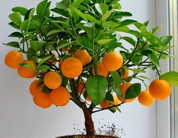 بونسای پرتقال