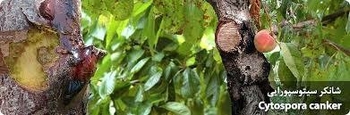 بیماری شانکر سیتوسپورایی (قارچی) درختان و نحوه کنترل