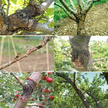 بیماری شانکر سیتوسپورایی درختان 