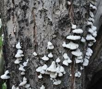 علائم شانکر قارچی روی تنه درخت