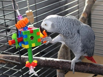 the-best-parrot-toys