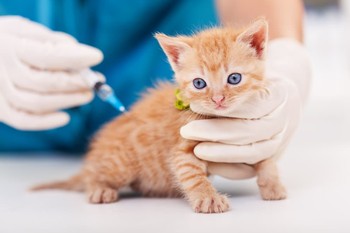واکسیناسیون گربه ها در برابر سرماخوردگی