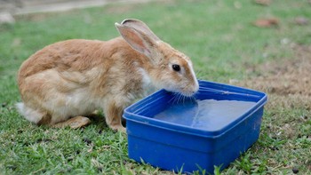 آب خوردن خرگوش