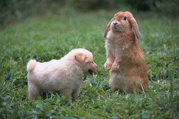ایستادن خرگوش