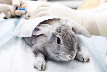 درمان بیماری خرگوش