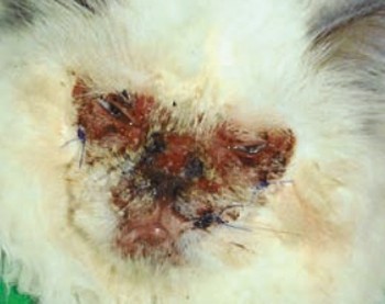 زخم شدن صورت گربه توسط کلسی ویروس