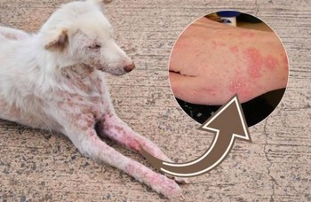 انتقال بیماری جرب در سگ
