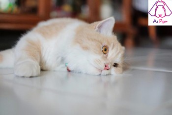 افسردگی گربه