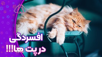 تشخیص افسردگی گربه