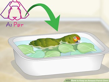 استحمام پرندگان