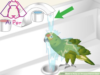 حمام کردن پرنده