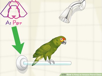 استحمام کردن پرندگان